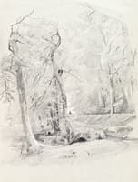 Wooded Glade