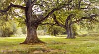 New Forest, England