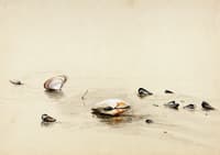 Clams and Mussels