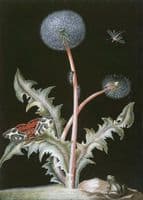 Dandelion with insects and a frog