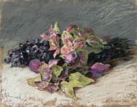Coleus