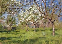 Apple Trees in Bloom