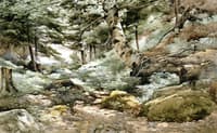 Woods, Monhegan Island