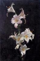 White Lilies