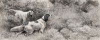 English Setters Standing Partridges