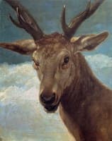 Head of a Buck