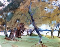 Olive Trees