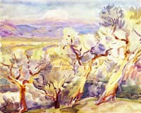 Olive Trees