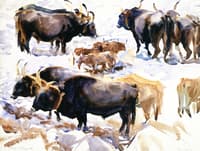 Oxen, Carrara