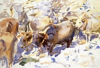 Oxen, Carrara