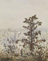 Thistles and Weeds