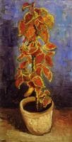 Flame Nettle in a Flowerpot