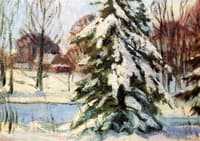 Evergreen in Winter