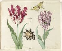 Two tulips, a shell, a butterfly and a dragonfly