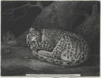 A Sleeping Leopard