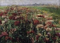 Blooming Poppies