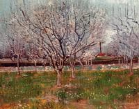 Flowering Plum Tree