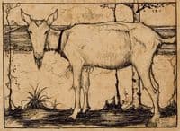 Goat in the Ditch
