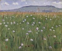 Meadow