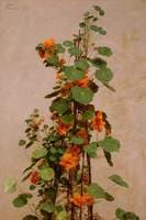 Nasturtiums