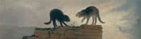 Catfight