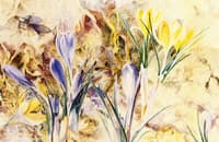 Wild Crocus Blossoms