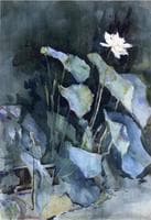 White Lotus