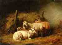 Sheep in Shed