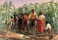 A Southern Cornfield, Nashville, Tennessee