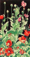 Shirley Poppies