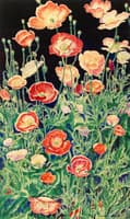 Shirley Poppies