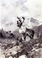 Caribou, North of Banff