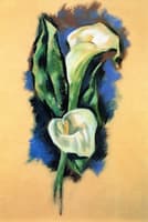 Calla Lilies