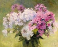 Phlox