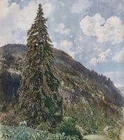 The Old Spruce in Gastein