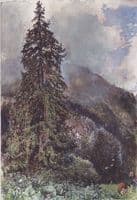 The Large Spruce in Gastein