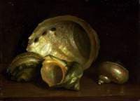 Seashells