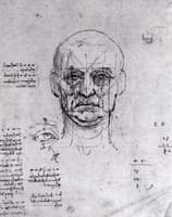 Head and Eyes - Study of Proportions