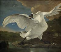 The Threatened Swan