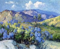 Mountain Lilac - Palomar