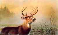 Misty Morning Stag