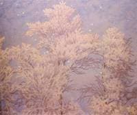 Hoar Frost and Stars