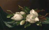 Magnolias on Light Blue Velvet Cloth