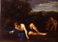 Narcissus
