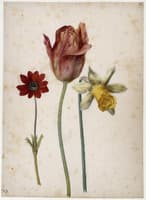Prunkanemone, Tulpe und Trompetennarzisse      Prunkanemone, Tulpe und Trompetennarzisse