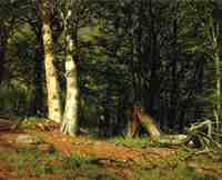 Fallen Birch