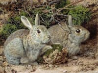 Rabbits