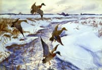 Ducks in Flight