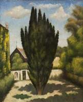 The Irish Yew