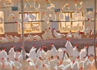 Roosters